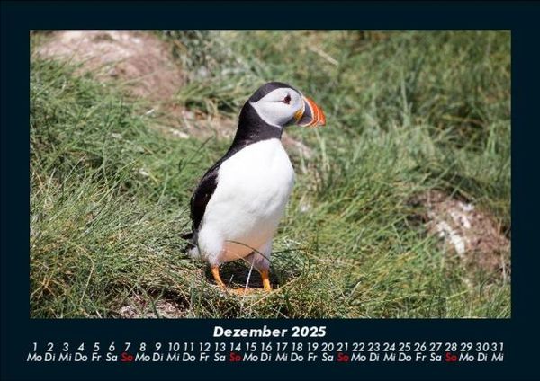 Produktbild: Welt der V&ouml;gel 2025 Fotokalender DIN A5