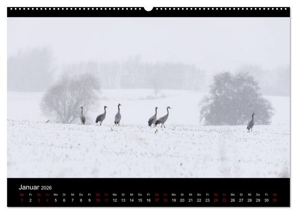 Produktbild: Naturwunder Norddeutschlands (Wandkalender 2026 DIN A2 quer), CALVENDO Monatskalender