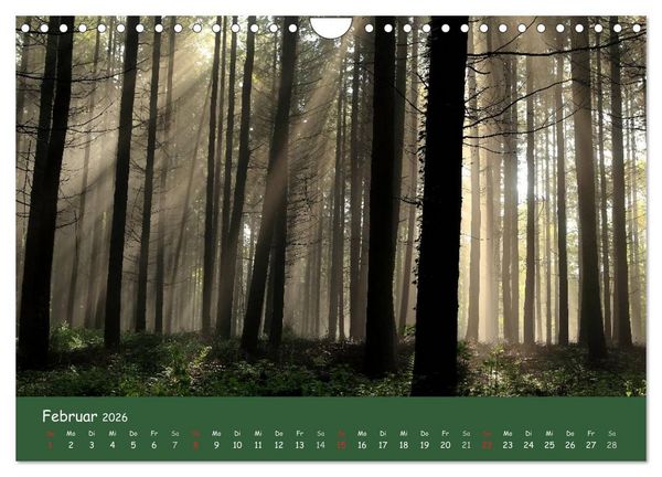 Produktbild: Lichter im Wald (Wandkalender 2026 DIN A4 quer), CALVENDO Monatskalender