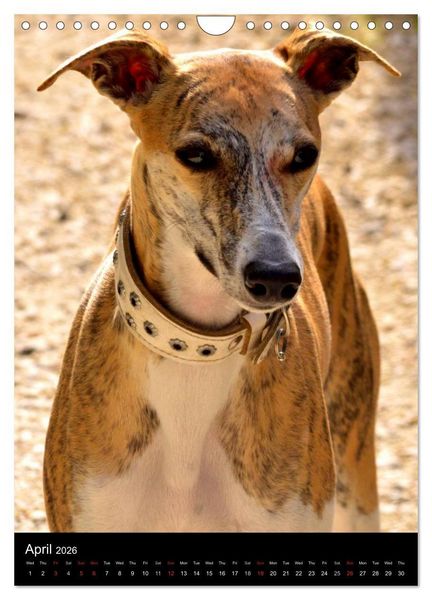 Produktbild: Beautiful Whippets (Wall Calendar 2026 DIN A4 portrait), CALVENDO 12 Month Wall Calendar