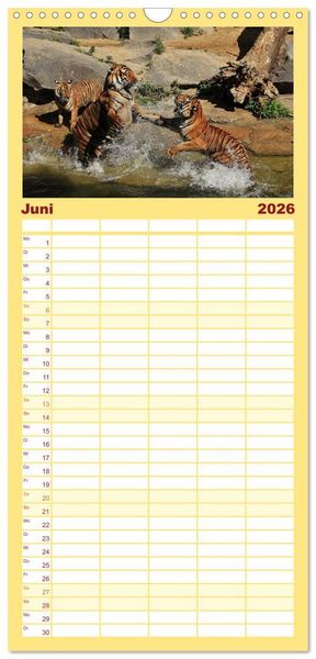Produktbild: Familienplaner 2026 - Tiger mit 5 Spalten (Wandkalender, 21 x 45 cm) CALVENDO