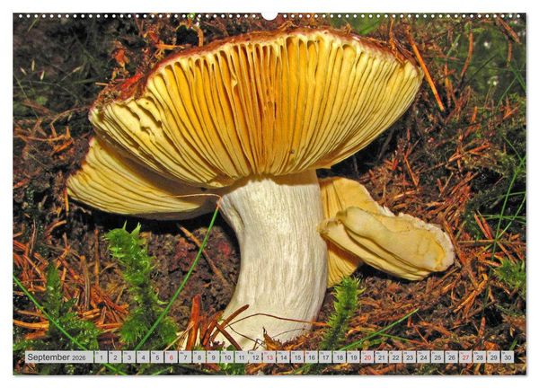 Produktbild: Pilze & Schwammerln (hochwertiger Premium Wandkalender 2026 DIN A2 quer), Kunstdruck in Hochglanz
