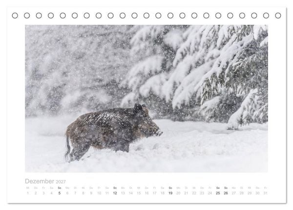 Produktbild: Wildschweine &ndash; Wildlife Fotografien (Tischkalender 2027 DIN A5 quer), CALVENDO Monatskalender