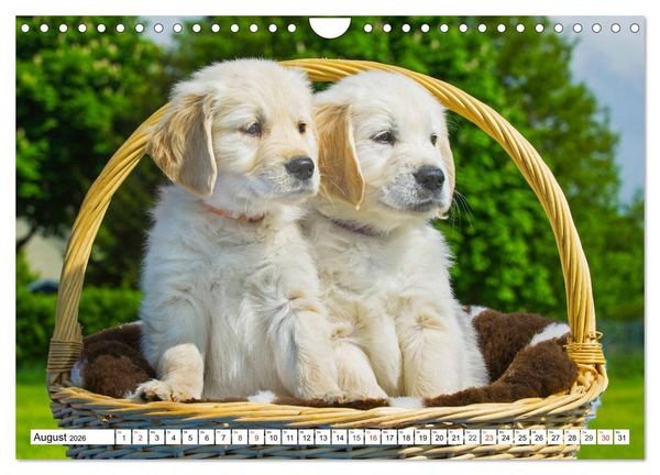 Produktbild: Goldige Herzensbrecher - Golden Retriever Welpen (Wandkalender 2026 DIN A4 quer), CALVENDO Monatskalender