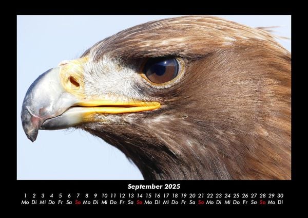 Produktbild: Adler 2025 Fotokalender DIN A3