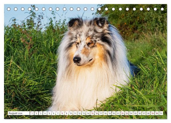 Produktbild: Unsere Freunde auf vier Pfoten - Hunde (Tischkalender 2026 DIN A5 quer), CALVENDO Monatskalender