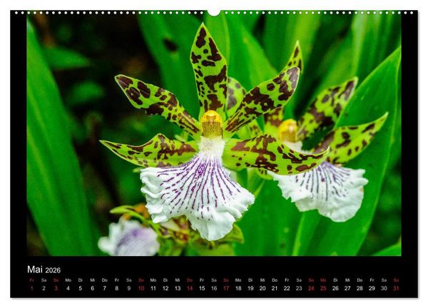 Produktbild: Wunderbare Orchideen (hochwertiger Premium Wandkalender 2026 DIN A2 quer), Kunstdruck in Hochglanz