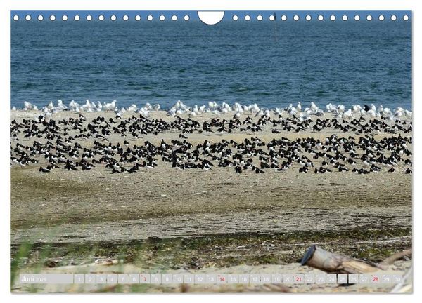 Produktbild: Amrum, die Perle in der Nordsee (Wandkalender 2026 DIN A4 quer), CALVENDO Monatskalender