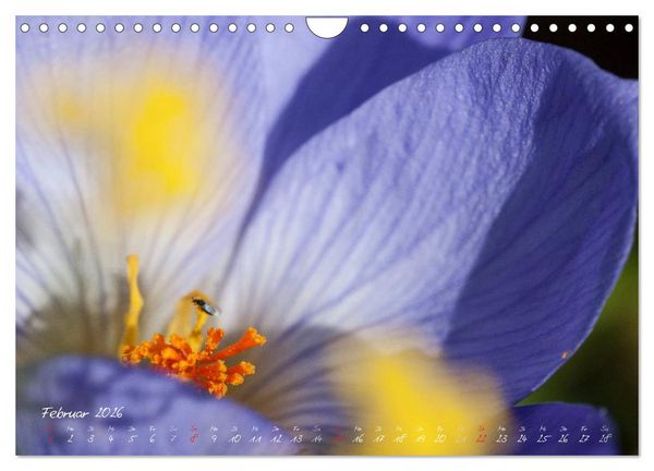 Produktbild: Bl&uuml;tenzauber in meinem Garten (Wandkalender 2026 DIN A4 quer), CALVENDO Monatskalender