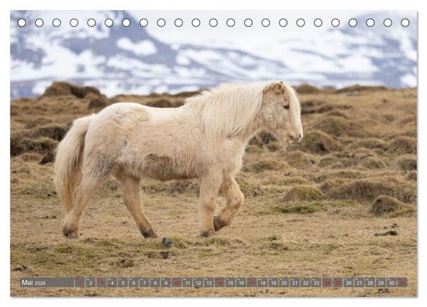 Produktbild: Islandpferde - Reise in ihre wilde Heimat (Tischkalender 2026 DIN A5 quer), CALVENDO Monatskalender