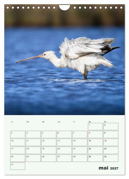 Produktbild: Le monde intime des oiseaux (Calendrier mural 2027 DIN A4 horizontal), CALVENDO calendrier mensuel
