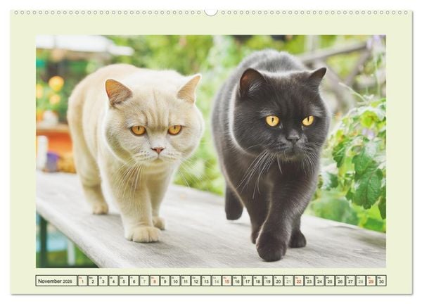 Produktbild: British Shorthair. Sanfte W&uuml;rde und Katzengl&uuml;ck im Gr&uuml;nen (hochwertiger Premium Wandkalender 2026 DIN A2 quer), Kunstdruck in Hochglanz