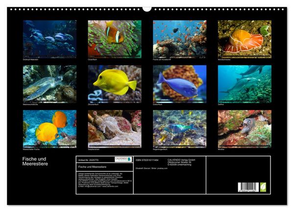 Produktbild: Fische und Meerestiere (Wandkalender 2026 DIN A2 quer), CALVENDO Monatskalender