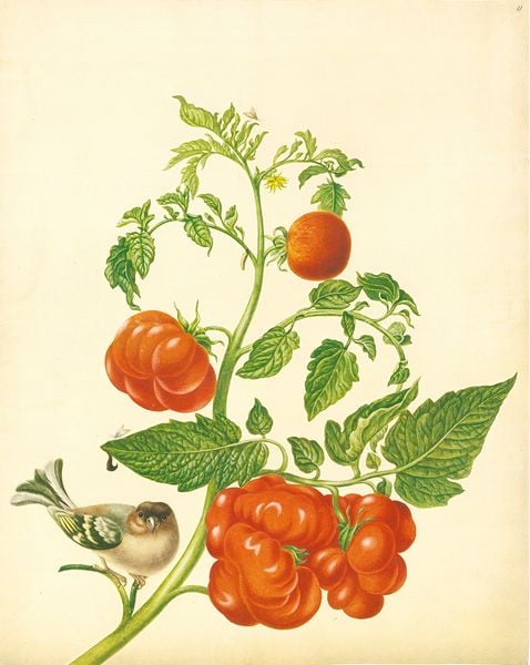 Produktbild: Maria Sibylla Merian &ndash; St. Petersburger Aquarelle (Jubil&auml;umsausgabe)