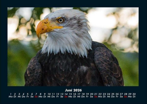 Produktbild: Adler 2026 Fotokalender DIN A4