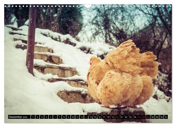 Produktbild: H&uuml;hner in meinem Garten (Wandkalender 2026 DIN A3 quer), CALVENDO Monatskalender
