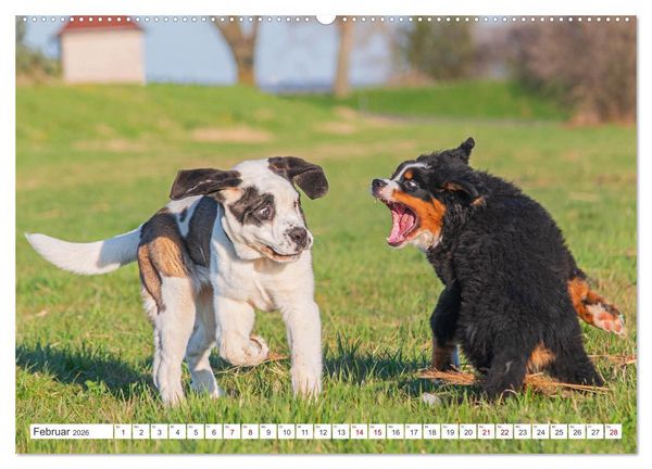 Produktbild: Unsere Freunde auf vier Pfoten - Hunde (Wandkalender 2026 DIN A2 quer), CALVENDO Monatskalender