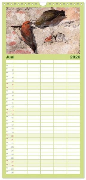 Produktbild: Familienplaner 2026 - Die farbenfrohe Welt der Finken mit 5 Spalten (Wandkalender, 21 x 45 cm) CALVENDO
