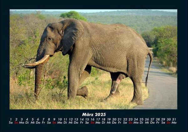 Produktbild: Elefanten - Die sanften Riesen Afrikas 2025 Fotokalender DIN A4