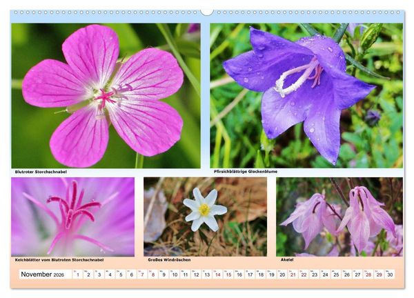 Produktbild: Alpiner Bl&uuml;tenzauber (Wandkalender 2026 DIN A2 quer), CALVENDO Monatskalender