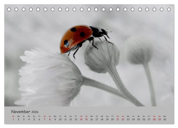 Produktbild: Gl&uuml;cksk&auml;fer (Tischkalender 2026 DIN A5 quer), CALVENDO Monatskalender