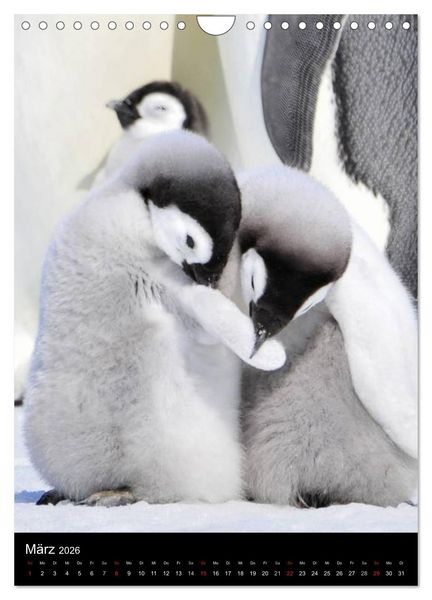 Produktbild: Pinguine - Wackeln im Thermo-Frack (Wandkalender 2026 DIN A4 hoch), CALVENDO Monatskalender