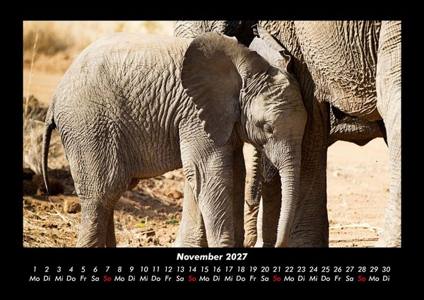 Produktbild: Der Elefantenkalender 2027 Fotokalender DIN A3