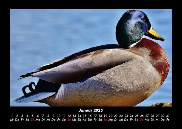 Produktbild: Enten 2025 Fotokalender DIN A3