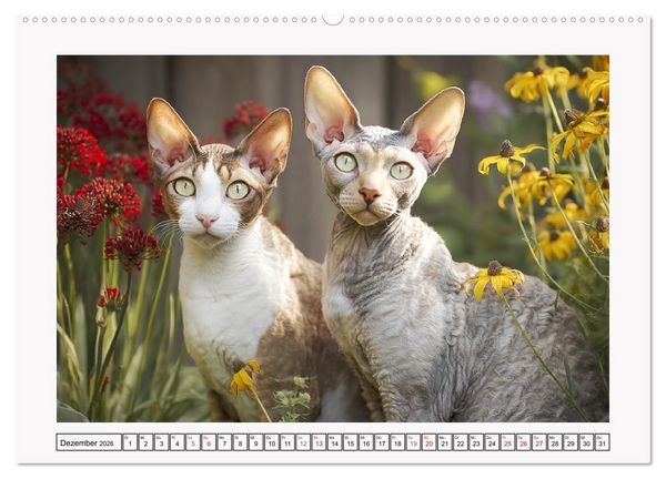 Produktbild: Cornish Rex Katzen. Ein Hauch von Extravaganz mit Locken und Charakter (hochwertiger Premium Wandkalender 2026 DIN A2 quer), Kunstdruck in Hochglanz