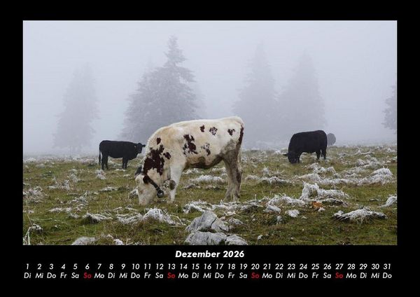 Produktbild: Kuhkalender 2026 Fotokalender DIN A3