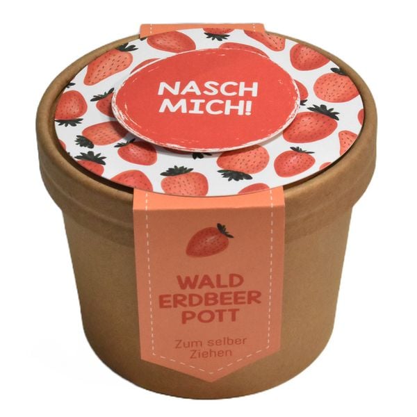 Produktbild: Wundert&uuml;te Walderdbeer Pott als Pflanzset