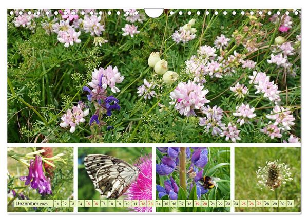 Produktbild: Bl&uuml;tenmeer am Wegesrand (Wandkalender 2026 DIN A4 quer), CALVENDO Monatskalender