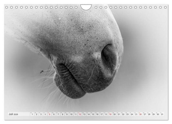 Produktbild: Emotionale Momente: Wei&szlig;e Pferde in schwarzwei&szlig;. (Wandkalender 2026 DIN A4 quer), CALVENDO Monatskalender