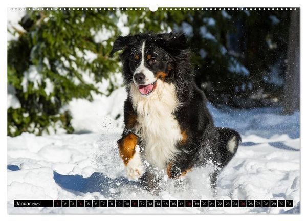 Produktbild: Berner Sennenhunde in Action (Wandkalender 2026 DIN A2 quer), CALVENDO Monatskalender