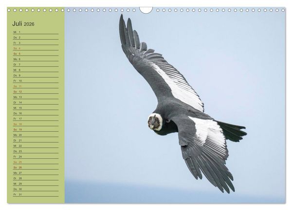 Produktbild: Wildlife S&uuml;damerika (Wandkalender 2026 DIN A3 quer), CALVENDO Monatskalender