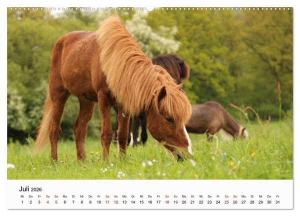 Produktbild: Isl&auml;nder - icelandic horses (Wandkalender 2026 DIN A2 quer), CALVENDO Monatskalender