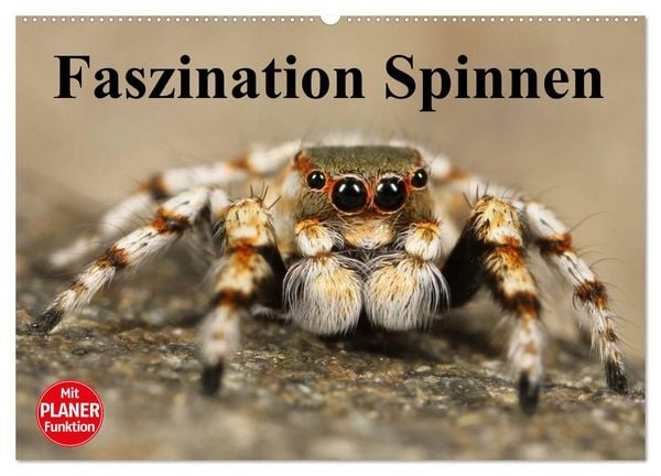 Produktbild: Faszination Spinnen (Wandkalender 2026 DIN A2 quer), CALVENDO Monatskalender
