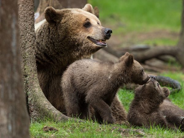 Produktbild: CALVENDO Puzzle Tierbabys 1000 Teile Lege-Gr&ouml;&szlig;e 64 x 48 cm Foto-Puzzle Bild von Johann Sch&ouml;rkhuber