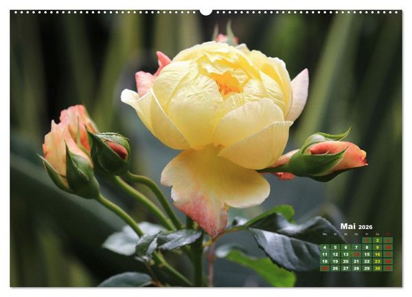 Produktbild: Sommerliche Bl&uuml;tentr&auml;ume (Wandkalender 2026 DIN A2 quer), CALVENDO Monatskalender