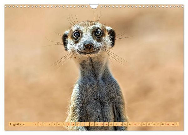 Produktbild: Afrikas Tierwelt - Erdm&auml;nnchen (Wandkalender 2026 DIN A3 quer), CALVENDO Monatskalender