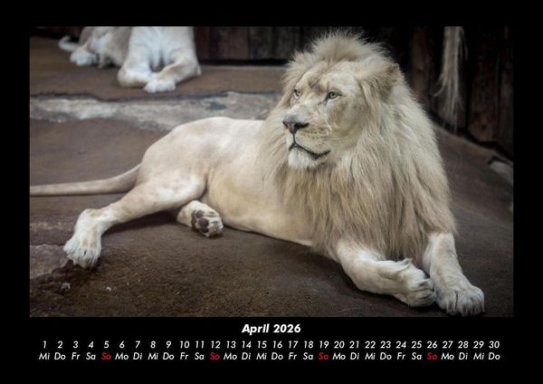 Produktbild: L&ouml;wen in der Wildnis 2026 Fotokalender DIN A3