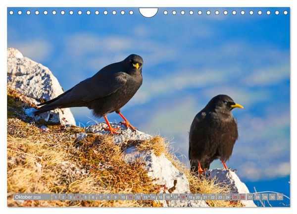 Produktbild: Wir sind die fliegenden Stars (Wandkalender 2026 DIN A4 quer), CALVENDO Monatskalender