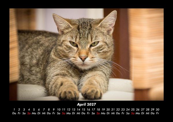 Produktbild: F&uuml;r Katzenfreunde 2027 Fotokalender DIN A3