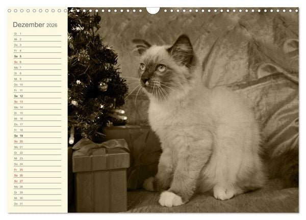 Produktbild: Oma's Katzenkalender 2026 (Wandkalender 2026 DIN A3 quer), CALVENDO Monatskalender