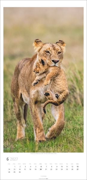 Produktbild: Big Cats Kalender 2027