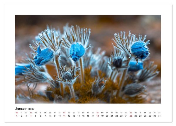 Produktbild: Blauer Bl&uuml;tentraum (Tischkalender 2026 DIN A5 quer), CALVENDO Monatskalender