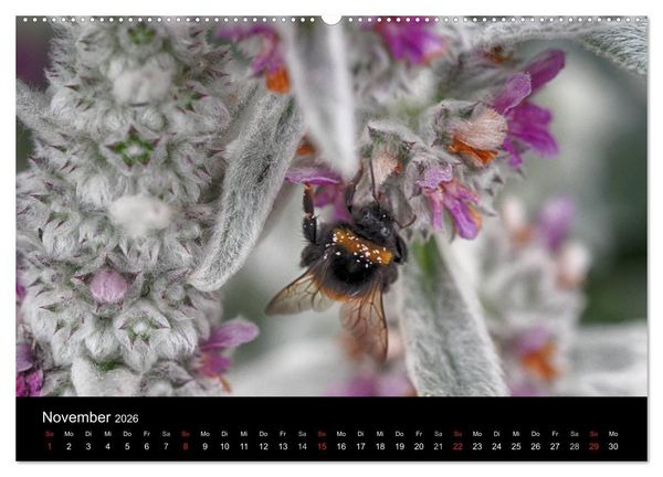 Produktbild: Hummelflug (hochwertiger Premium Wandkalender 2026 DIN A2 quer), Kunstdruck in Hochglanz