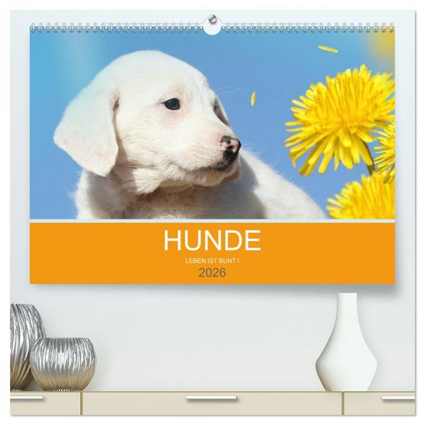 Produktbild: HUNDE LEBEN IST BUNT (hochwertiger Premium Wandkalender 2026 DIN A2 quer), Kunstdruck in Hochglanz