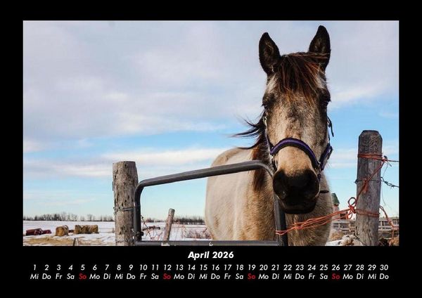 Produktbild: Die Welt der Pferde 2026 Fotokalender DIN A3