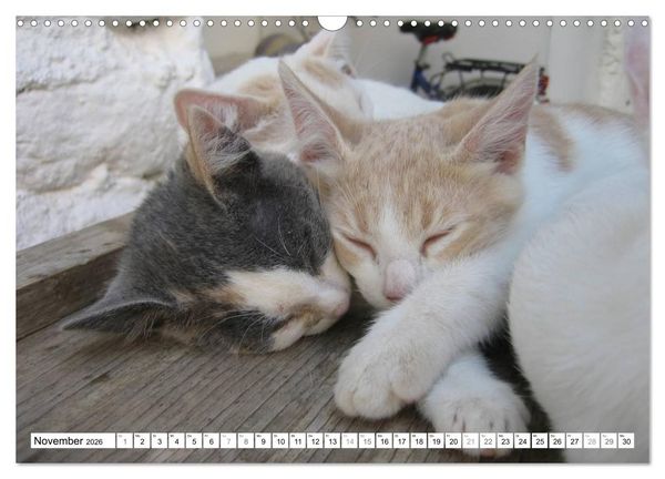 Produktbild: Katzen der Kykladen (Wandkalender 2026 DIN A3 quer), CALVENDO Monatskalender